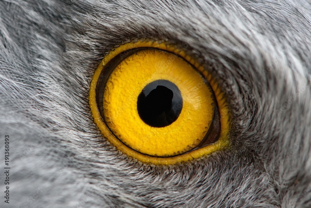 Wall mural Eagle eye close-up, macro photo, eye of the male Northern Harrier