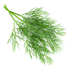 dill isolated on white