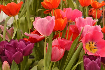 Coloridos tulipanes naturales rosa naranja morado