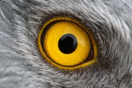 Eagle eye close-up, macro photo, eye of the male Northern Harrier