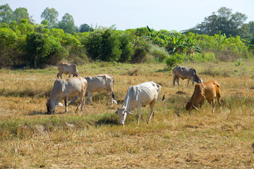 The small herd of cows is grazed on the slanted field. Thailand