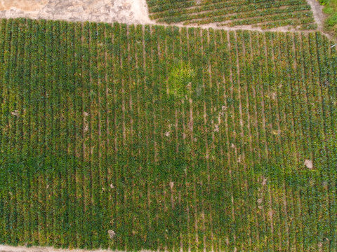 Aerial view pine apple plantation background