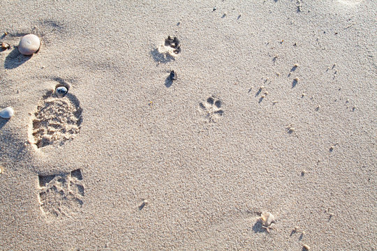 Walking the dog on the beach. Footprints in the sand.