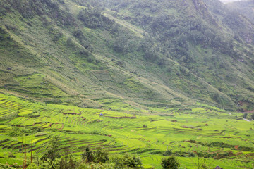 Obraz premium Terrace green rice fields