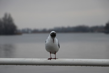 seagull