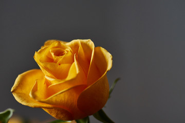 Yellow rose. Bud, petals, bouquet/A blossoming bud of a beautiful yellow rose on a blurred background. Russia, Moscow, holiday, gift, mood, nature, flower, plant