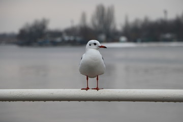seagull