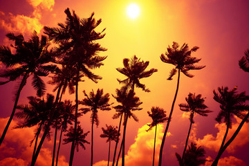 Obraz premium Tropical sunset. Palm trees silhouettes at the beach during sunset time.