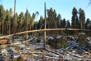 Sturmschaden im Wald