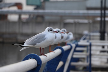 seagull