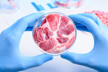 Whole meat sample in laboratory Petri dish. Cultured lab grown meat or meat examination concept.