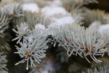 Naklejka na ściany i meble christmas tree