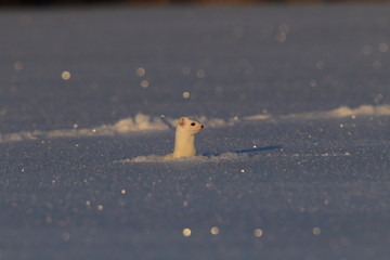 stoat (Mustela erminea),short-tailed weasel in the Winter Germany