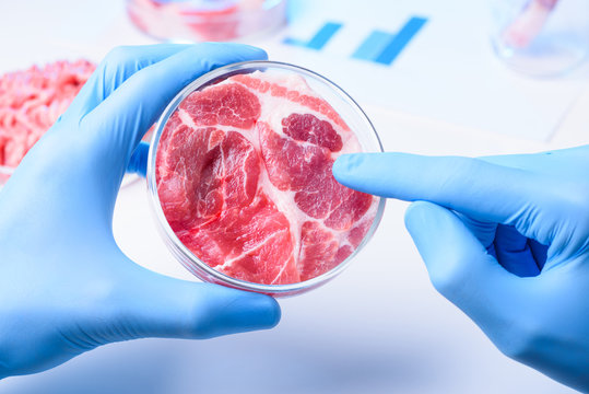 Scientist at laboratory pointing at meat sample in lab Petri dish