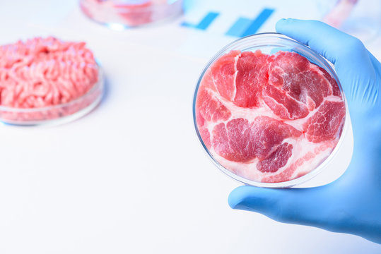 Meat in lab Petri dish in scientist hand