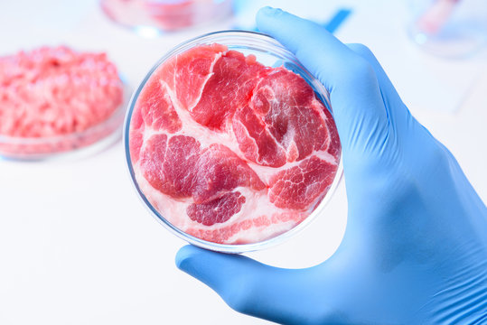 Raw meat in laboratory Petri dish in scientist hands