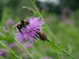 Bee on Flower