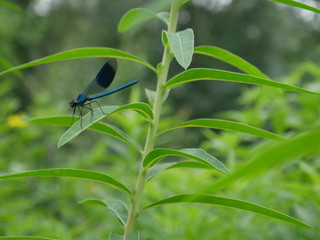 Dragonfly On Leaf