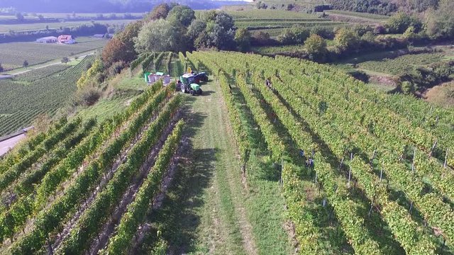 Weinernte Reben