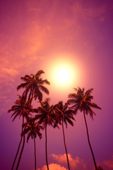 Obraz na płótnie Canvas Tropical palm trees at sunset