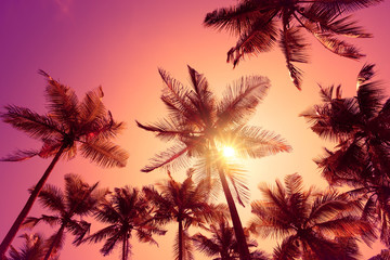 Fototapeta premium Bright vivid pink tropical sunset with shining sun