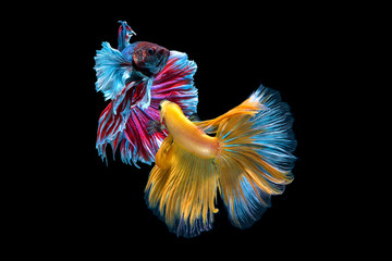 Siamese fighting fish isolated on black background,Halfmoon betta.