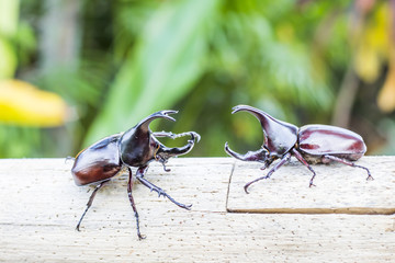  Male Rhinoceros beetle on wooden with nature background found in Thailand