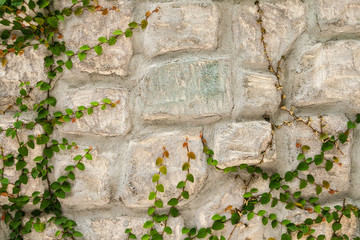 Stone wall with green creeper plant