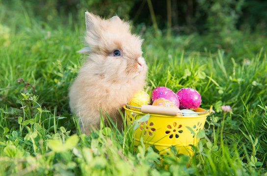 Easter bunny in green grass