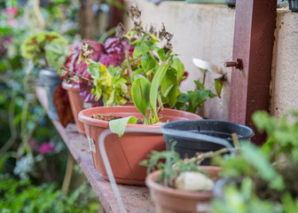 garden pots sitting on wooden table growing green fruits and vegetables. colorful herbs and soil inside flower pot with organic seeds and key for healthy lifestyle. Fresh and delicious natural   