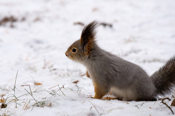 Naklejka na ściany i meble a gray squirrel sits in the snow in the winter forest, wild nature of Russia