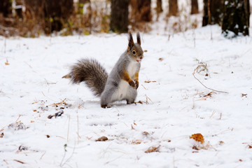 squirrel stands on hind legs on white snow in the winter forest, Russian wild nature