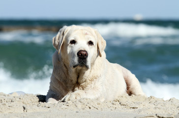 Obraz premium a yellow labrador playing at the sea portrait