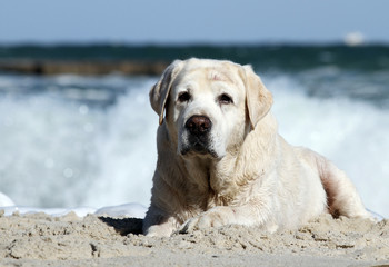 the yellow labrador playing at the sea portrait