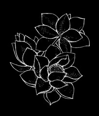 Illustration of lotus flower in style. Black and white lotus pattern