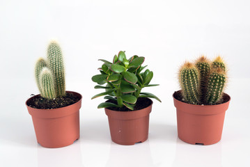 Crassula and Cactus in pot on white background.