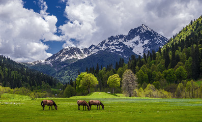 Along the meadows in Abkhazia, a herd of horses is walking. Beautiful view of the high mountains, glaciers, greenery.