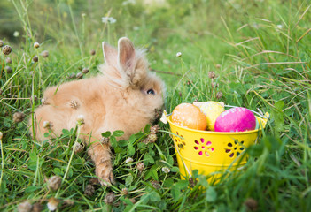 Easter bunny in green grass