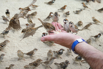 Wild sparrows eating bread from outstretched hand