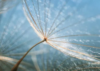 Photo sur Plexiglas Dent de lion toile de fond naturelle douce des graines duveteuses du gros plan de la fleur de pissenlit