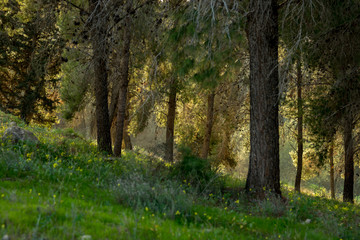 Fototapeta na wymiar The Israeli forest. Early spring. Middle East Israel.