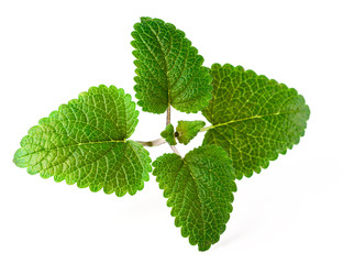 fresh herb, lemon balm isolated on the white