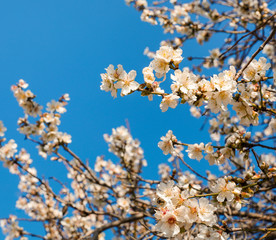Branches of a blooming almond tree on the blue sky background.