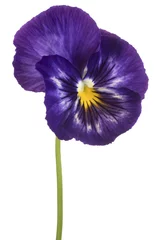 Poster Pansies pansy flower isolated