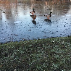 Enten laufen über zugefrorenen Teich