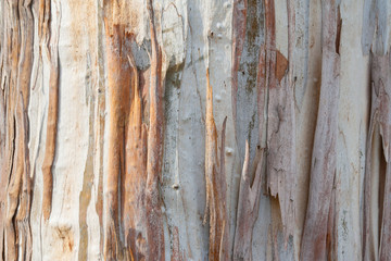 Eucalyptus tree bark