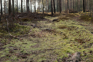 Fototapeta premium ziemia z mchem w lesie