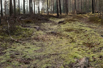 Foto op Plexiglas grond met mos in een bos © michal812