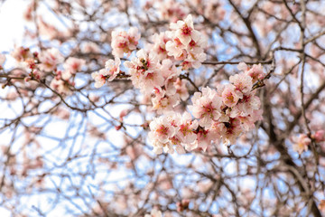 Branches of a blooming almond tree on the light blue sky background.