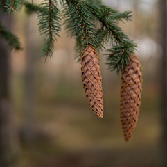 close up of cones on a tree